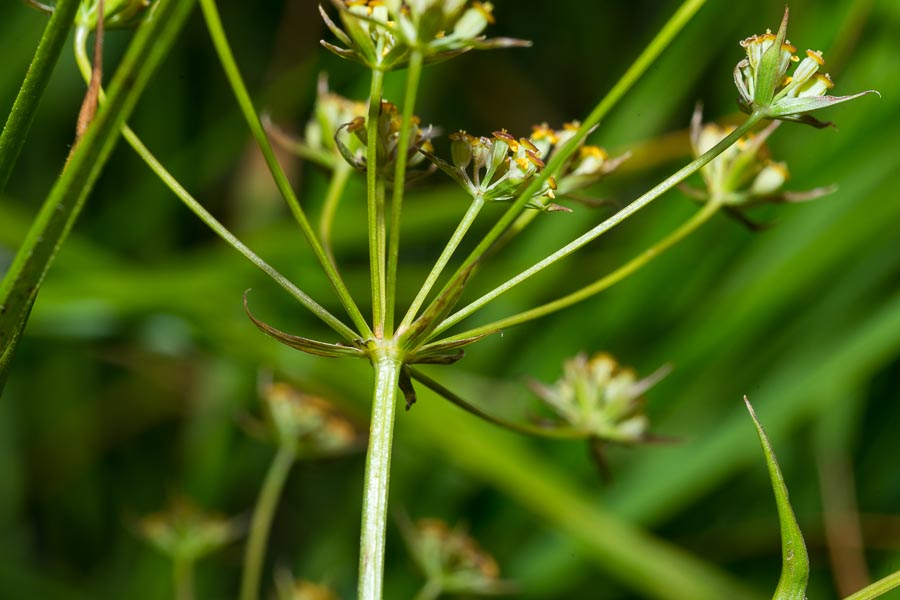 Bupleurum ranunculoides / Buplero ranuncoloide